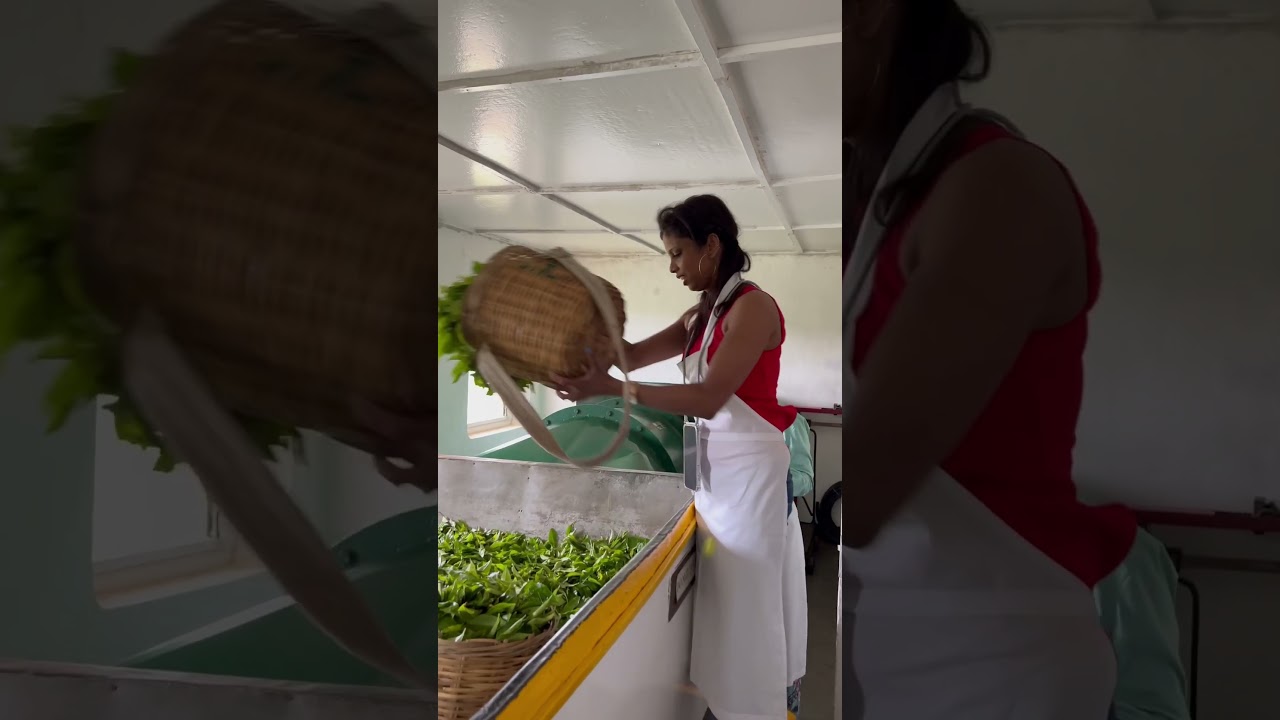 The world famous Ceylon tea plucking Experience 🇱🇰🪴
