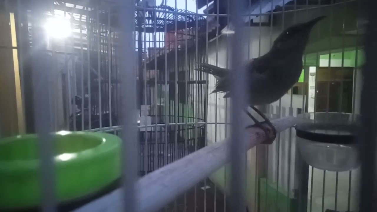 cucak kombo ngebren sore hari