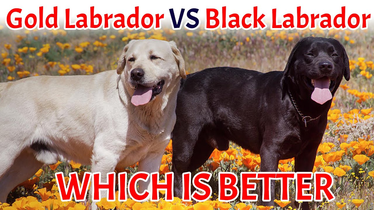 Black Labrador or Golden Labrador | Which Is Better? - By Baadal Bhandaari