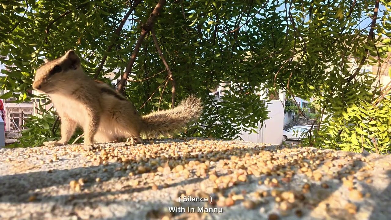 #squirrel #love #hindudarmam #gilharivideo #cute #youtube #youtubevideo #silence 