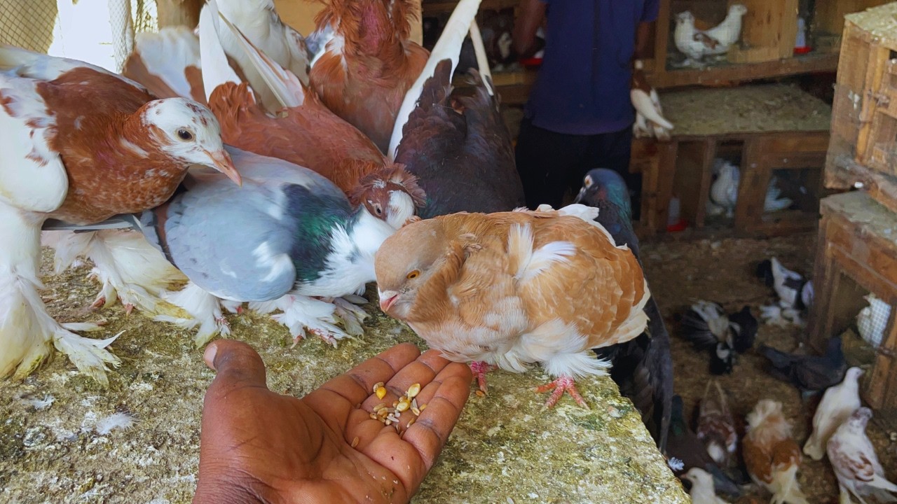 Pigeon Raising : How to raise pigeons for business at home - pigeon Relaxing Morning Routine