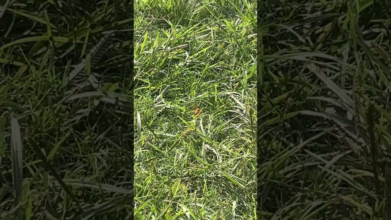 Daily Routine of Yellow Paper Wasp 