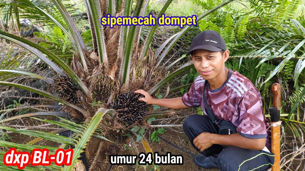 Inilah bibit andalan saya sudah masuk 24 bulan