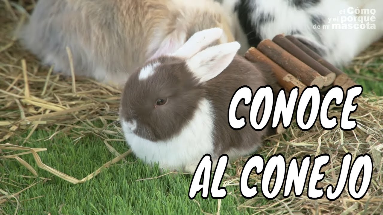 🐰 ¿Puedo tener un conejo como mascota? [❗️Selección mejores vídeos❗️]
