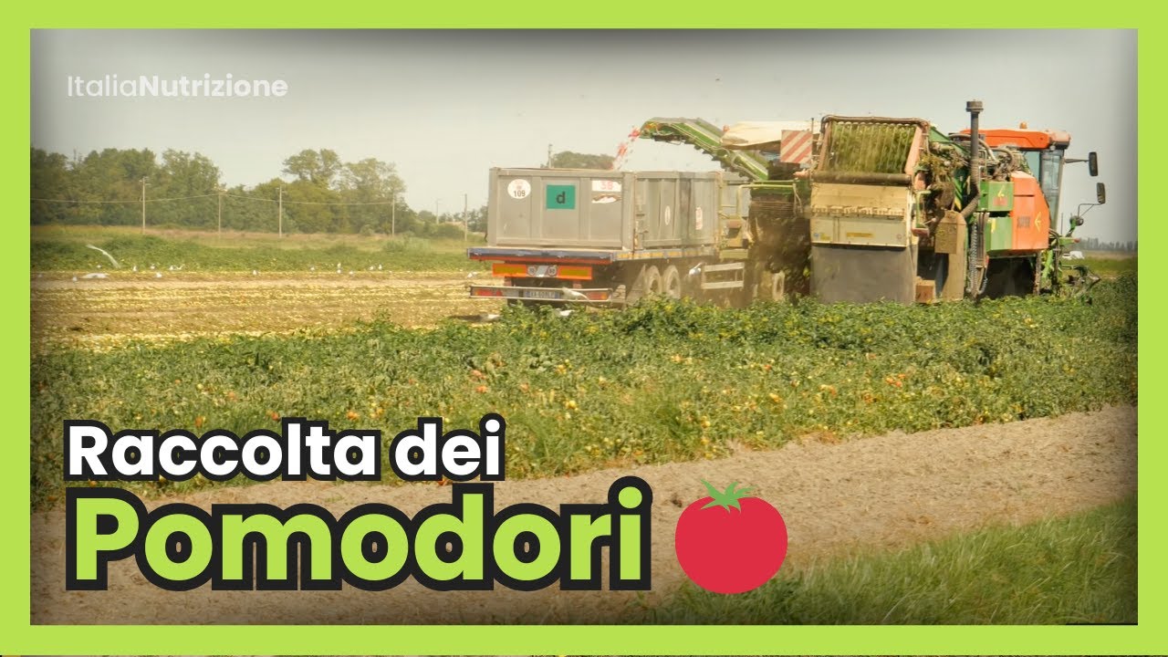POMODORI: La raccolta - Dal Seme Al Piatto - Ep#1 - MAZZONI Group - CICO