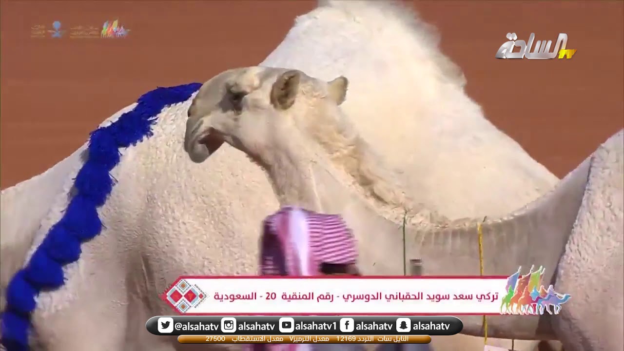 ملخص عروض  فئة 20 نخبة النخبة للون الوضح بـ مزاين الإبل