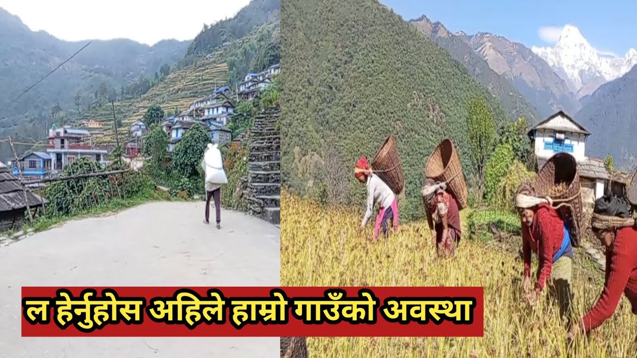 हाम्रो गाउँको चहलपहल अनि कोदो टिपाई को रमाइलो। millet Harvesting &Hustle and Bustle  in Our Village