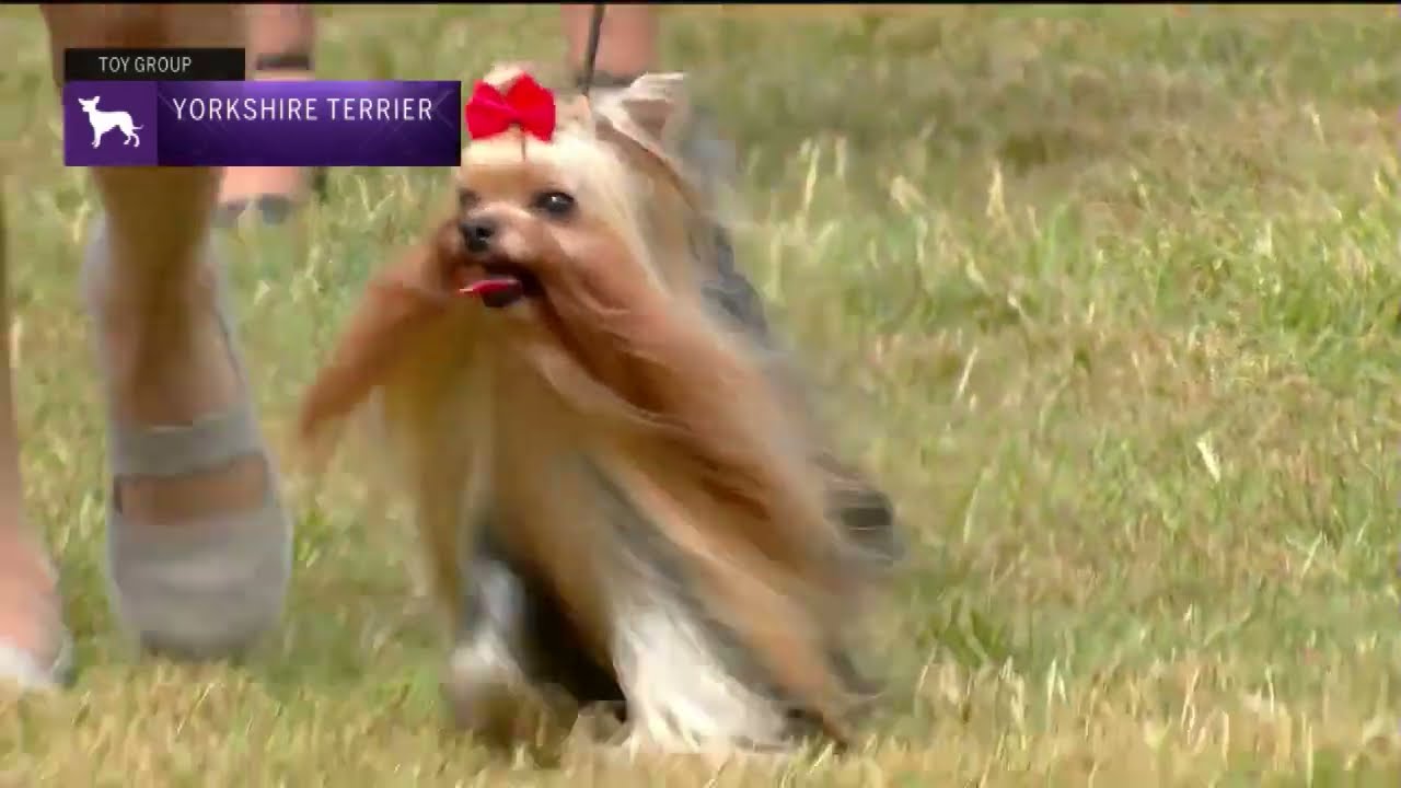 Yorkshire Terriers | Breed Judging 2022