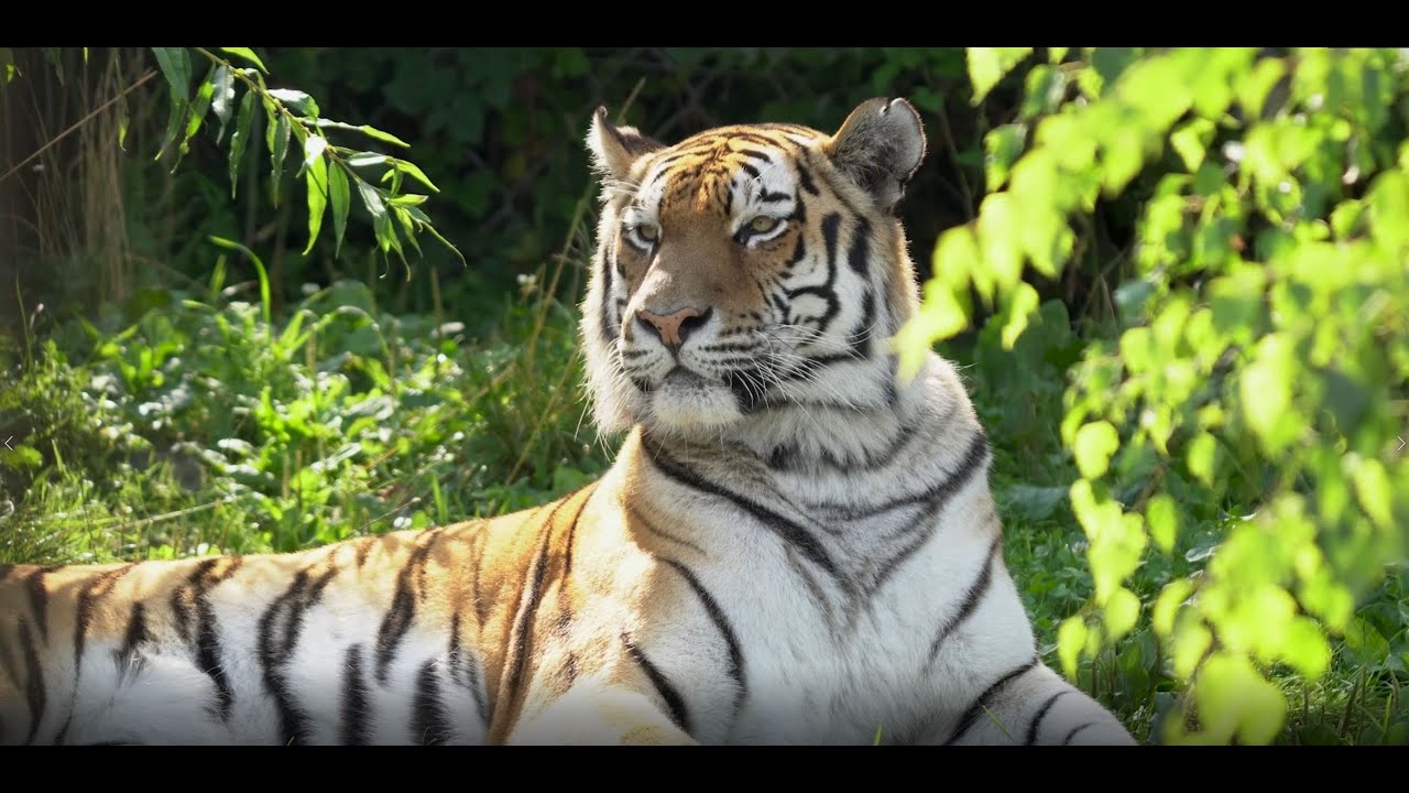 Walter Zoo Naturschutzfranken / Was machen Zoos für den Natur- und Artenschutz?