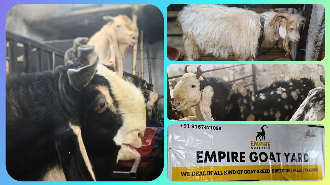  𝐄𝐌𝐏𝐈𝐑𝐄 𝐆𝐎𝐀𝐓 𝐘𝐀𝐑𝐃...𝐌𝐔𝐌𝐁𝐀𝐈 𝐊𝐀𝐋𝐈𝐍𝐀 𝐌𝐀𝐈 𝐏𝐀𝐋𝐀𝐈 𝐒𝐄𝐓𝐔𝐏  𝐆𝐇𝐀𝐑 𝐊𝐄 𝐍𝐀𝐒𝐃𝐈𝐊 𝐒𝐇𝐀𝐔𝐊 𝐊𝐀𝐑𝐎 𝐈𝐍𝐒𝐇𝐀 𝐀𝐋𝐋𝐀𝐇 𝐖𝐈𝐓𝐇 𝐑𝐄𝐒𝐔𝐋𝐓