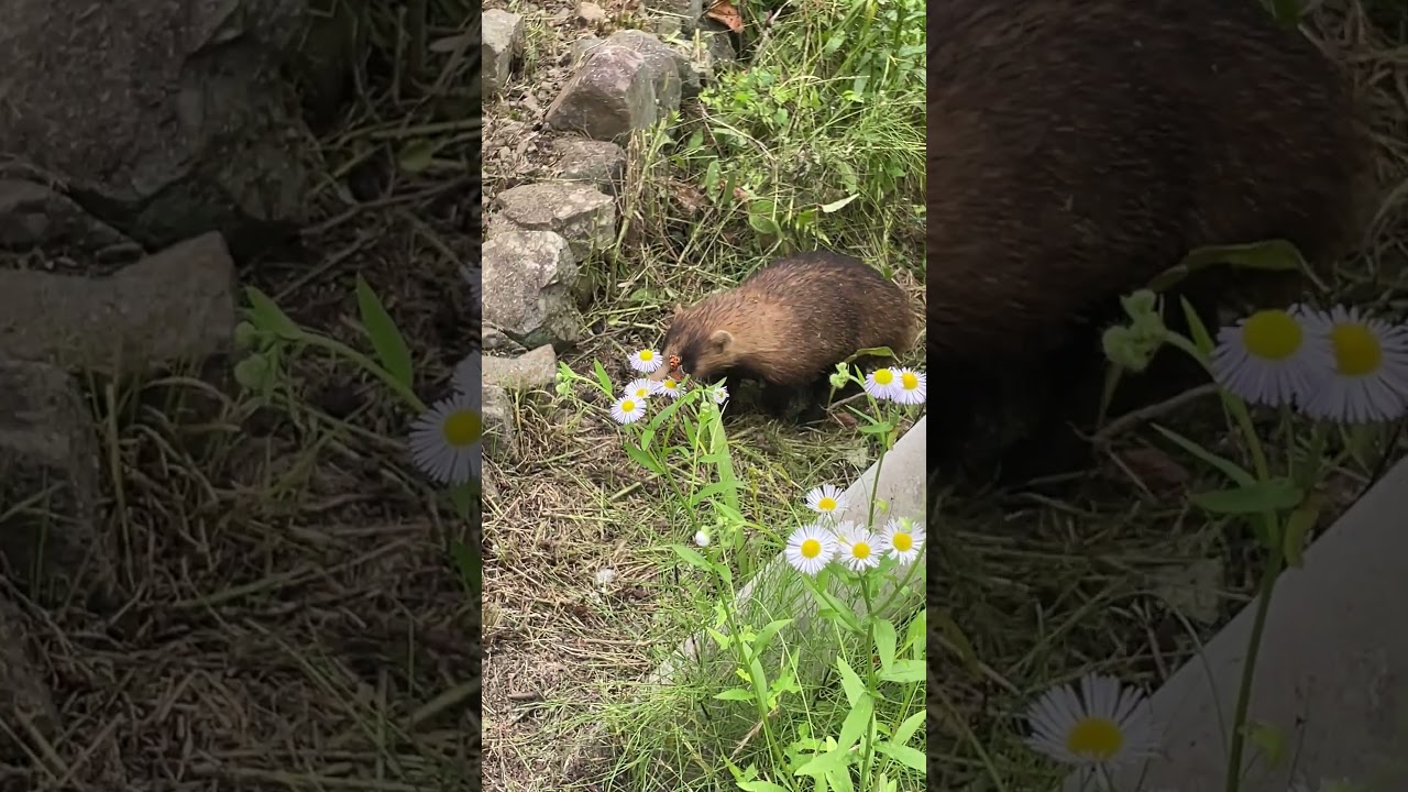 🇺🇸Adorable Badger Crossing Old Koshu Road! Takao's Wild Side🐾