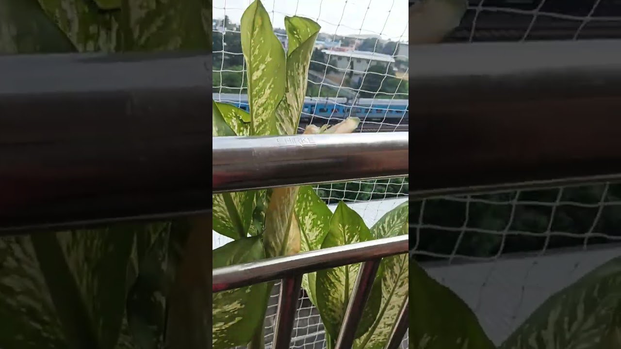 Fast Long Distance Train 
