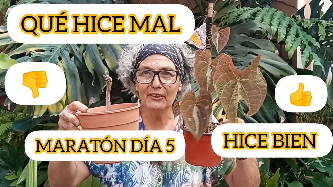 ECHEVERIAS ESPECIE/ DEJAR FLORECER O NO? #lasplantasdegeral #echeverias #cactusysuculentas #jardin 