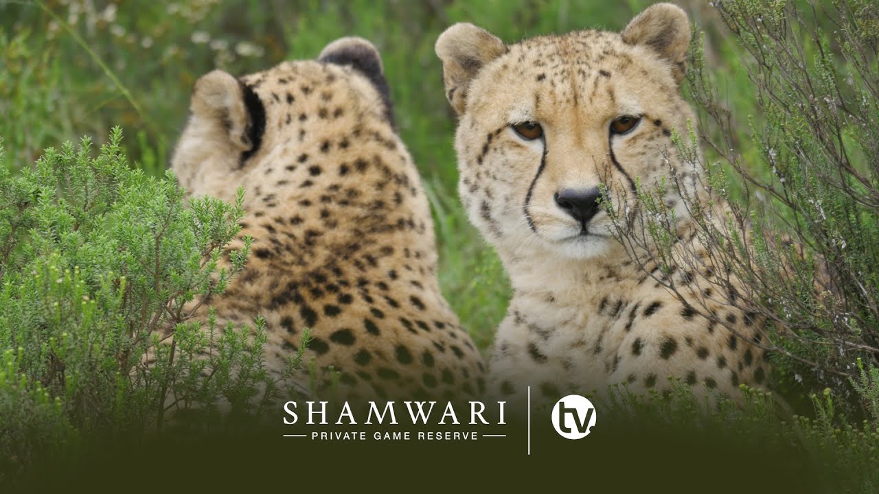 Tracking a Coalition of Cheetah