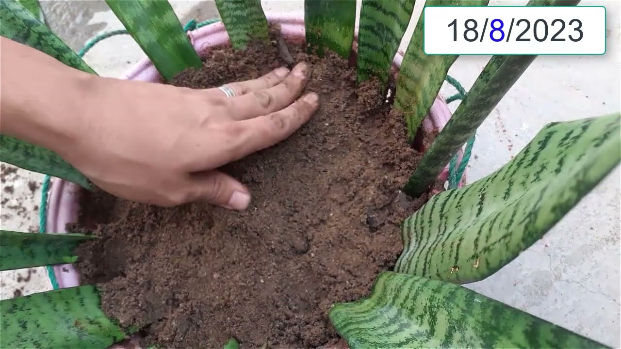 إكثار وزراعة نبات جلد النمر Sansevieria trifasciata من الورقة