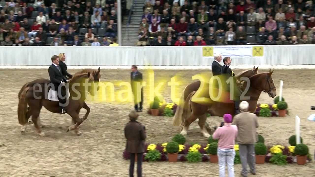 Hannoveraner Hengstk&ouml;rung - Preisspitzen/Top priced stallions