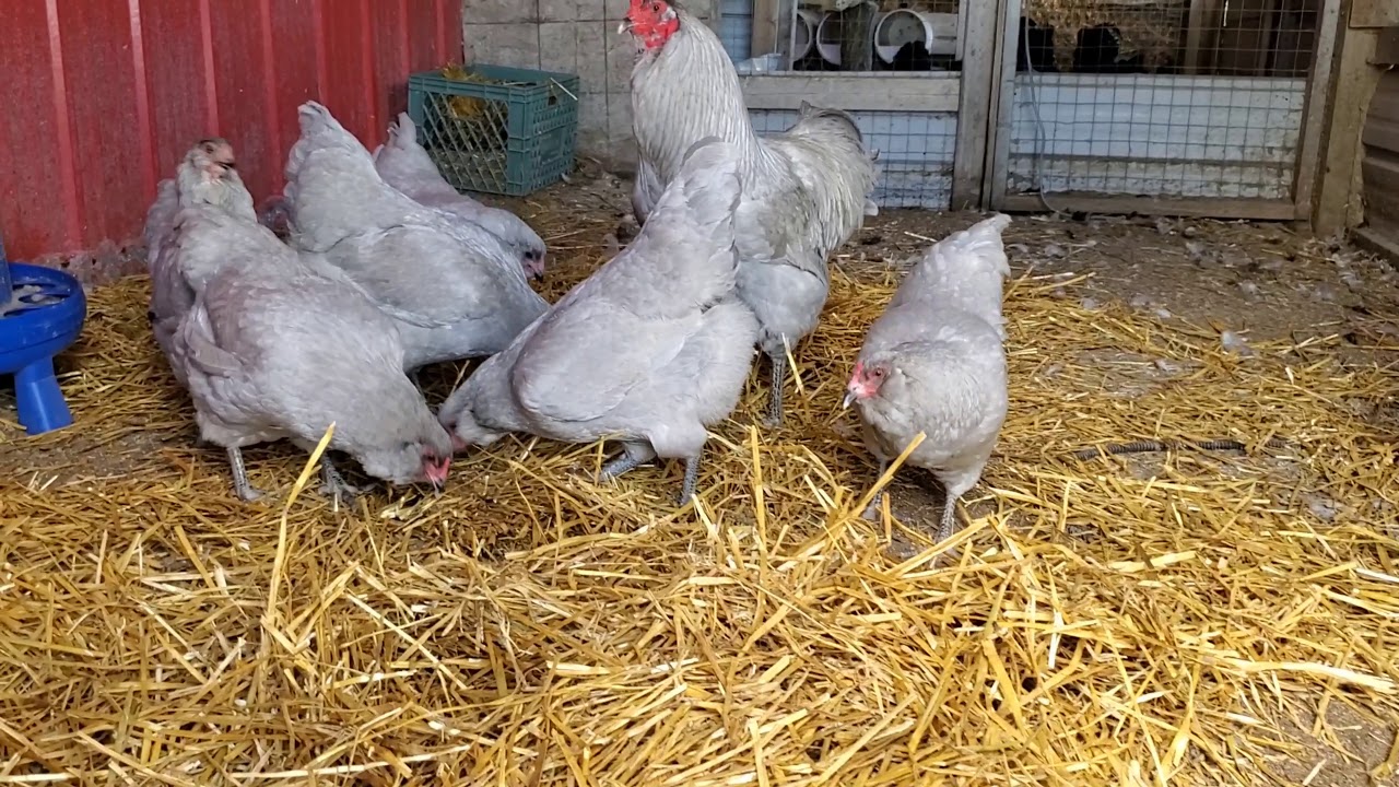 Lavender Ameraucana Chickens