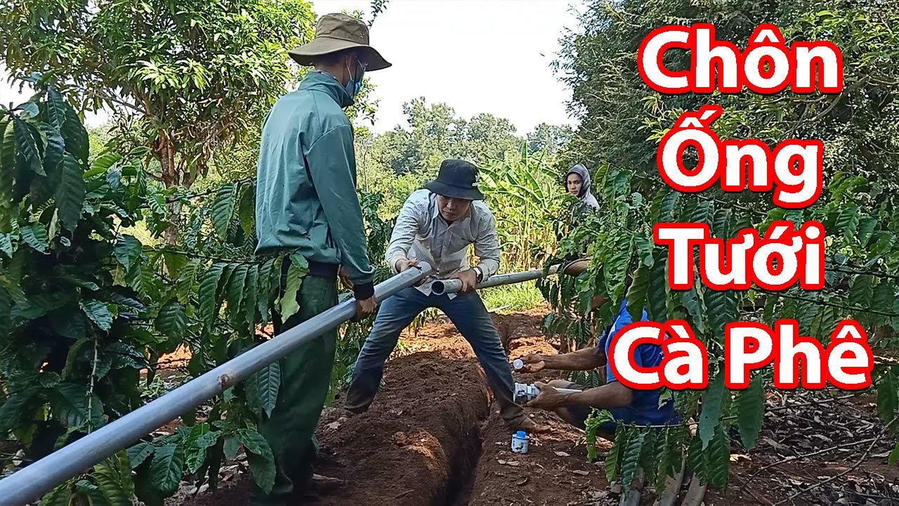 Chôn Ống Nước Tưới Cà Phê Để Giảm Công Sức Kéo Ống Như Thông Thường | BL Tây Nguyên