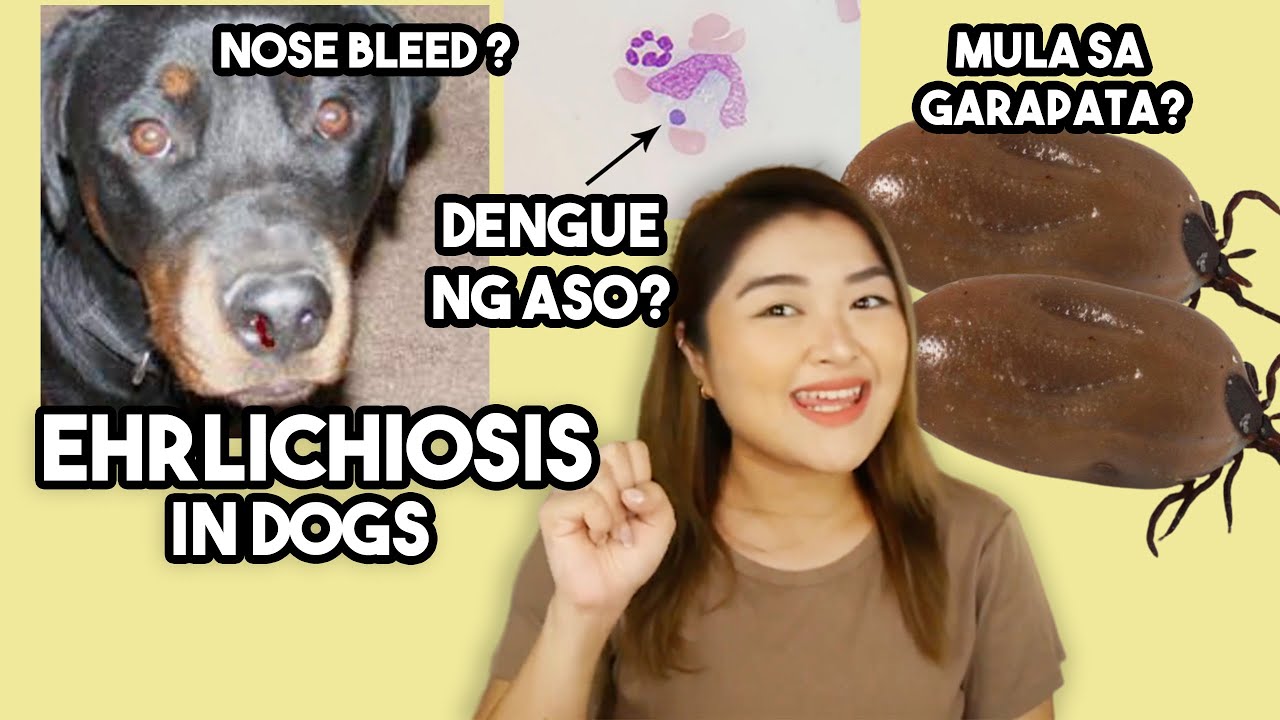 EHRLICHIOSIS: treatment, signs, cause | Arah Virtucio