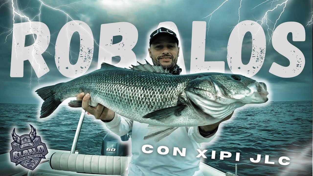 ROBALOS en Galicia  | Xipi JLC 🔝
