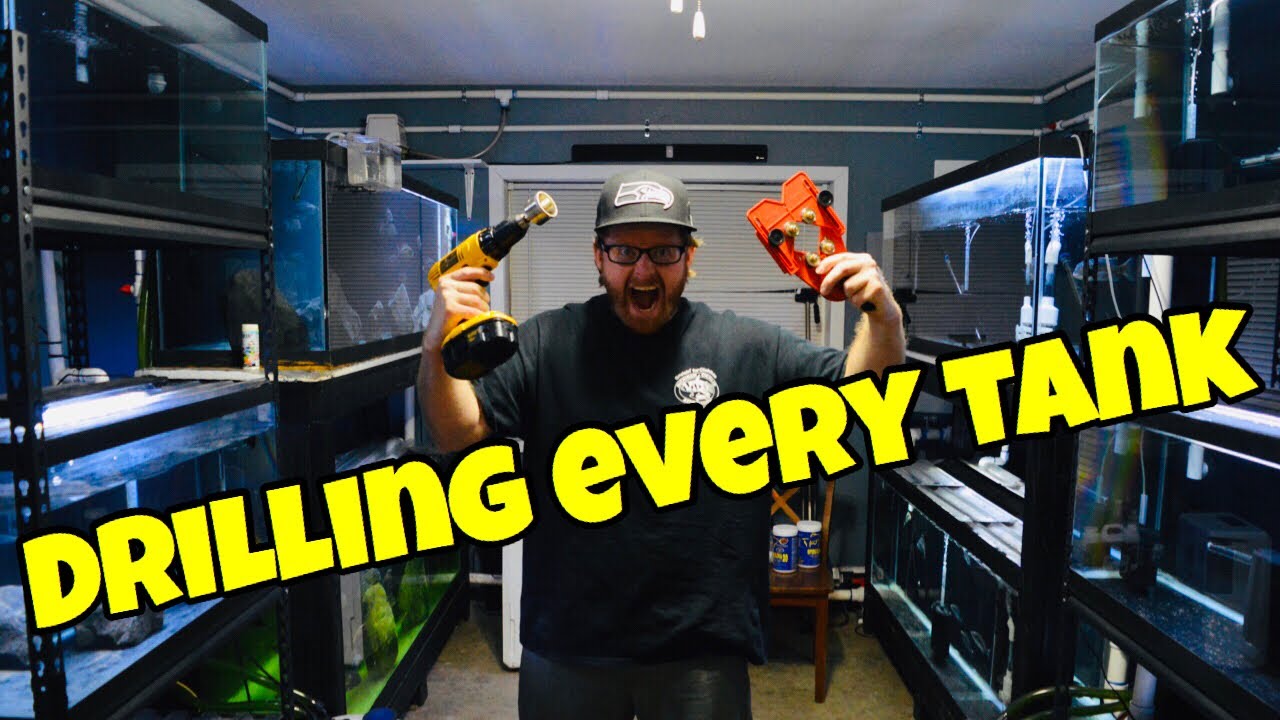 AQUARIUM OVERFLOW , DRILLING ALL MY FISH ROOM TANKS