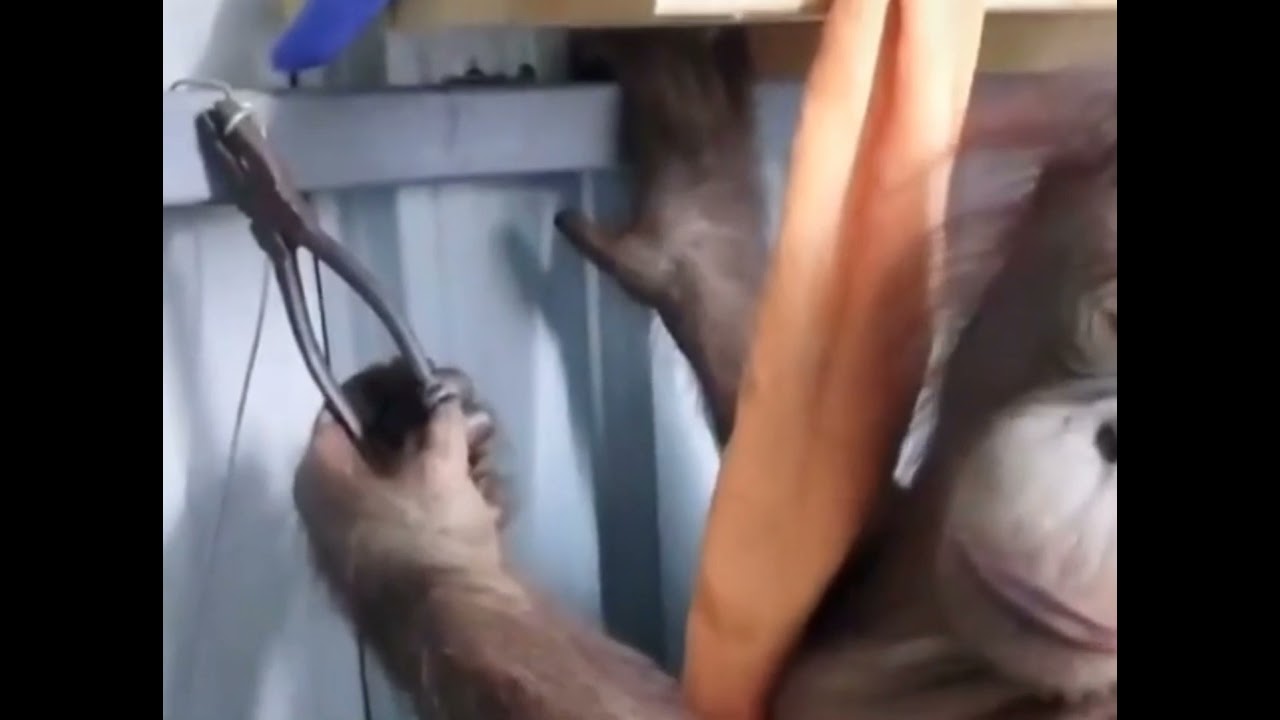 weird ass chinese orangutan video. (part 1).