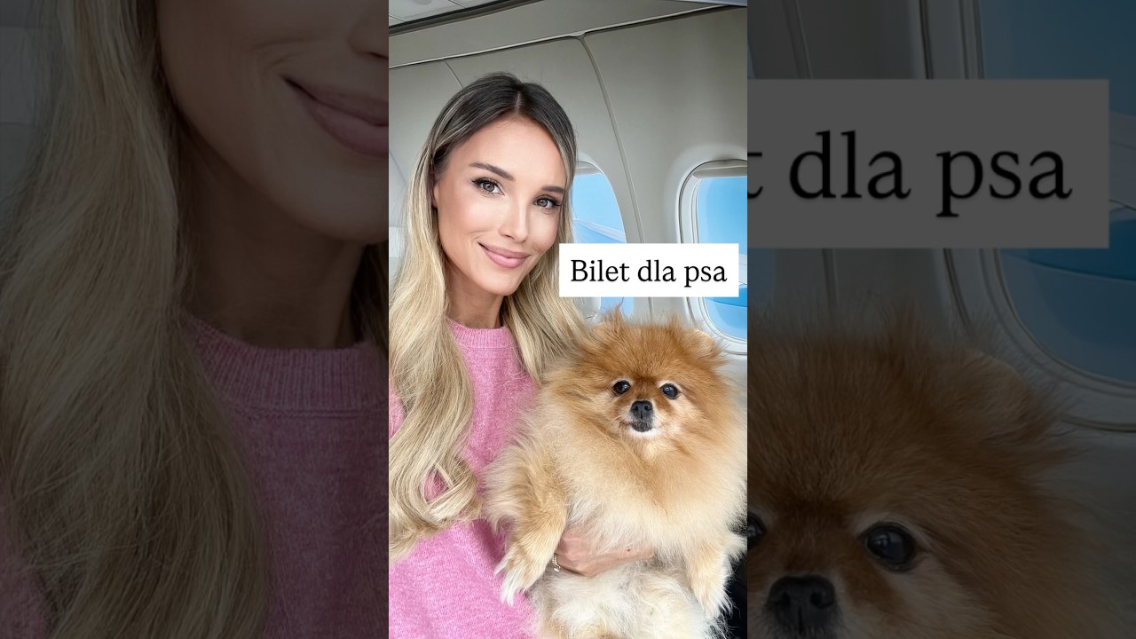 Pies w samolocie🐶✈️Bilet dla psa. Chcesz zabrać psa do samolotu?👉Sprawdź poradnik📖Link w bio #dog