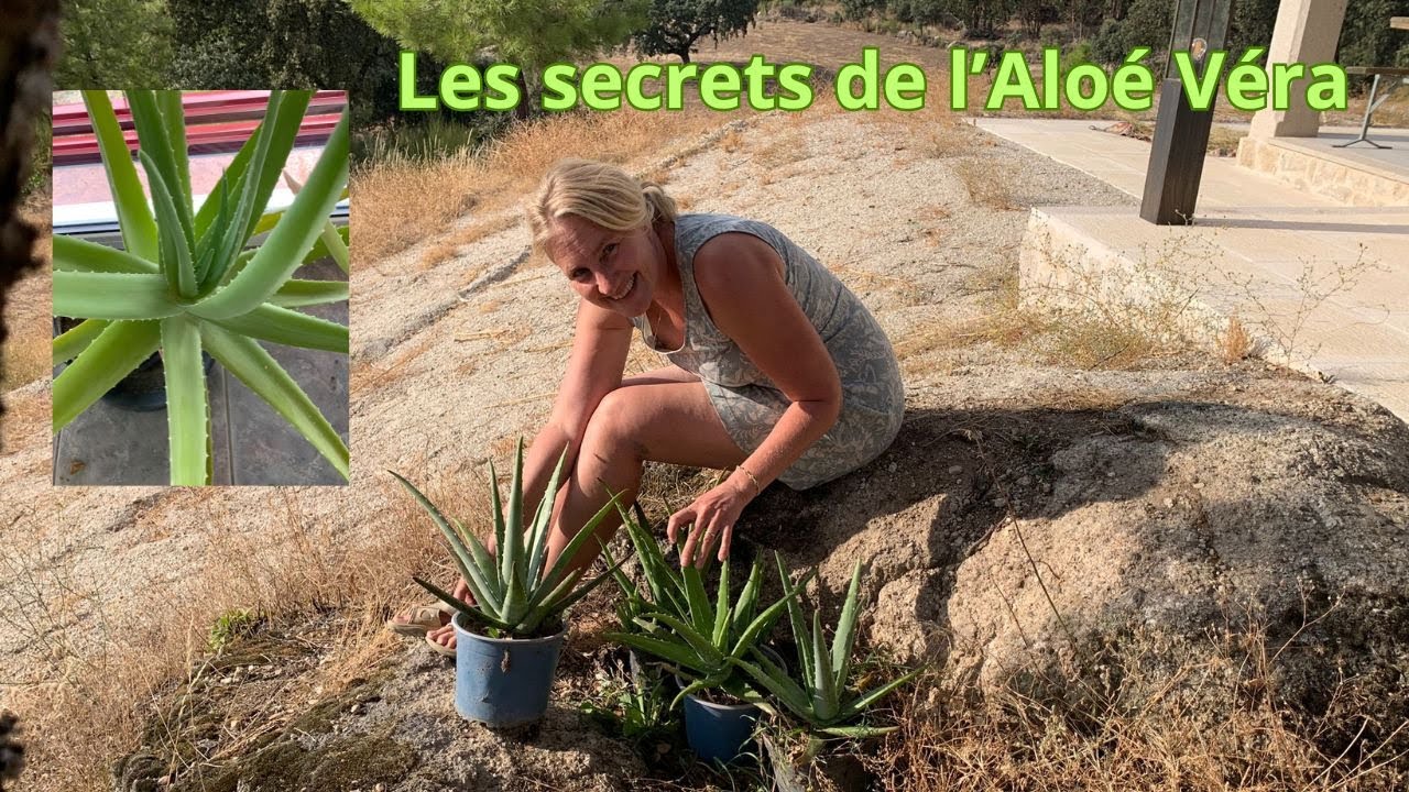 Les secrets de l'Aloe vera