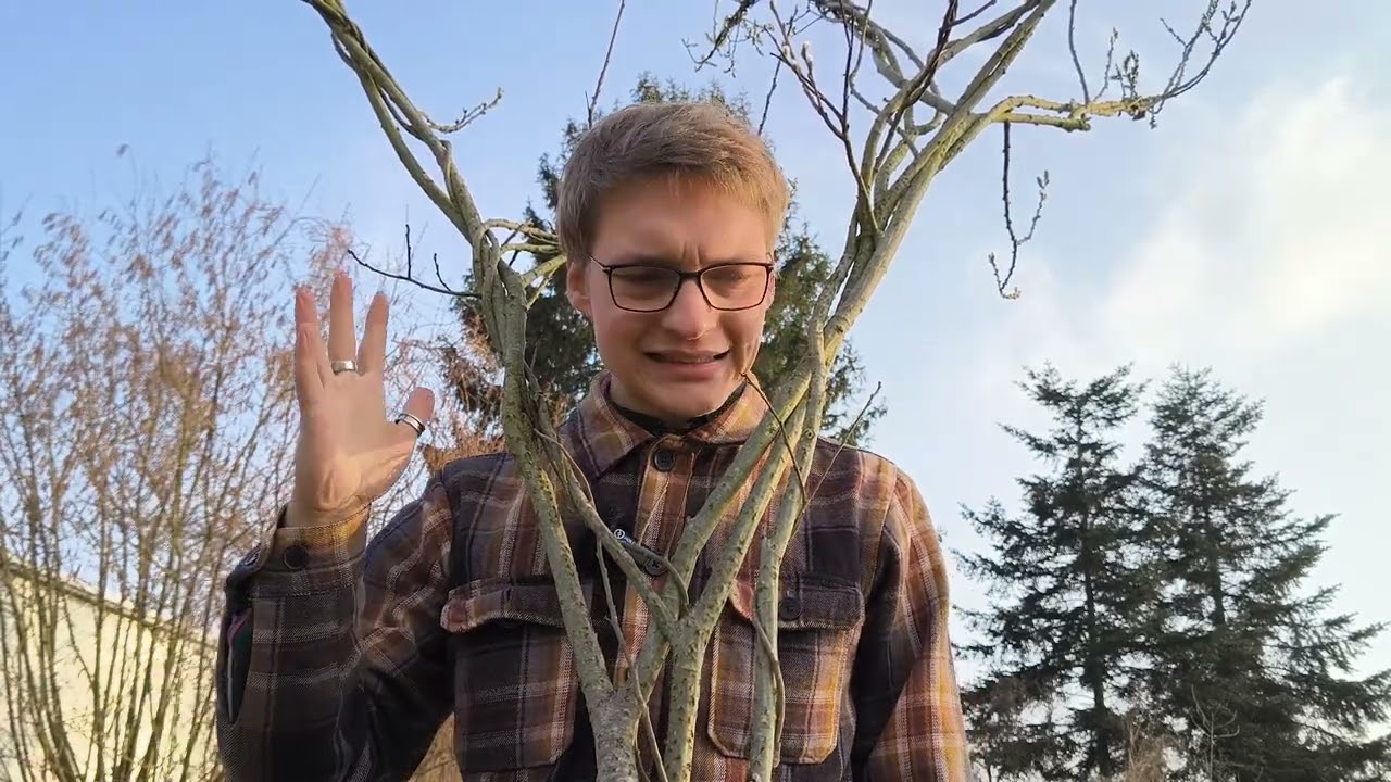 Pflanzen, die Ich Liebe! #001 I Sal-Weide (Salix caprea)