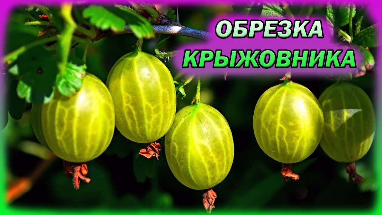 Обрежьте так крыжовник и ягоды будут завались! Как обрезать крыжовник на урожай. Обрезка крыжовника.