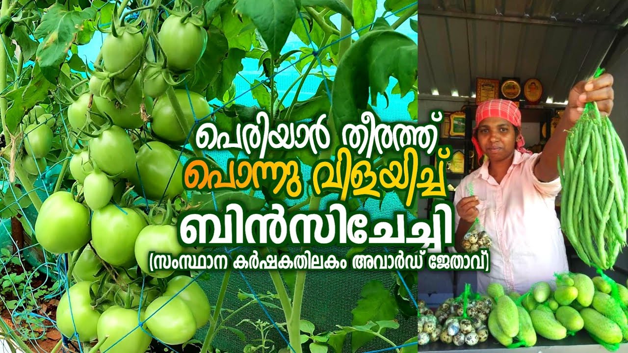 പൊന്നുവിളയുന്ന പെരിയാർ തീരം🍅🥦| കൂലിപ്പണിക്കാരി കർഷകതിലകമായപ്പോൾ | #idukki  #organic #farming