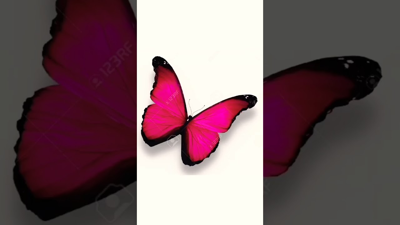 Which Butterfly 🦋 Colour You Like ❤️ / # Shorts #