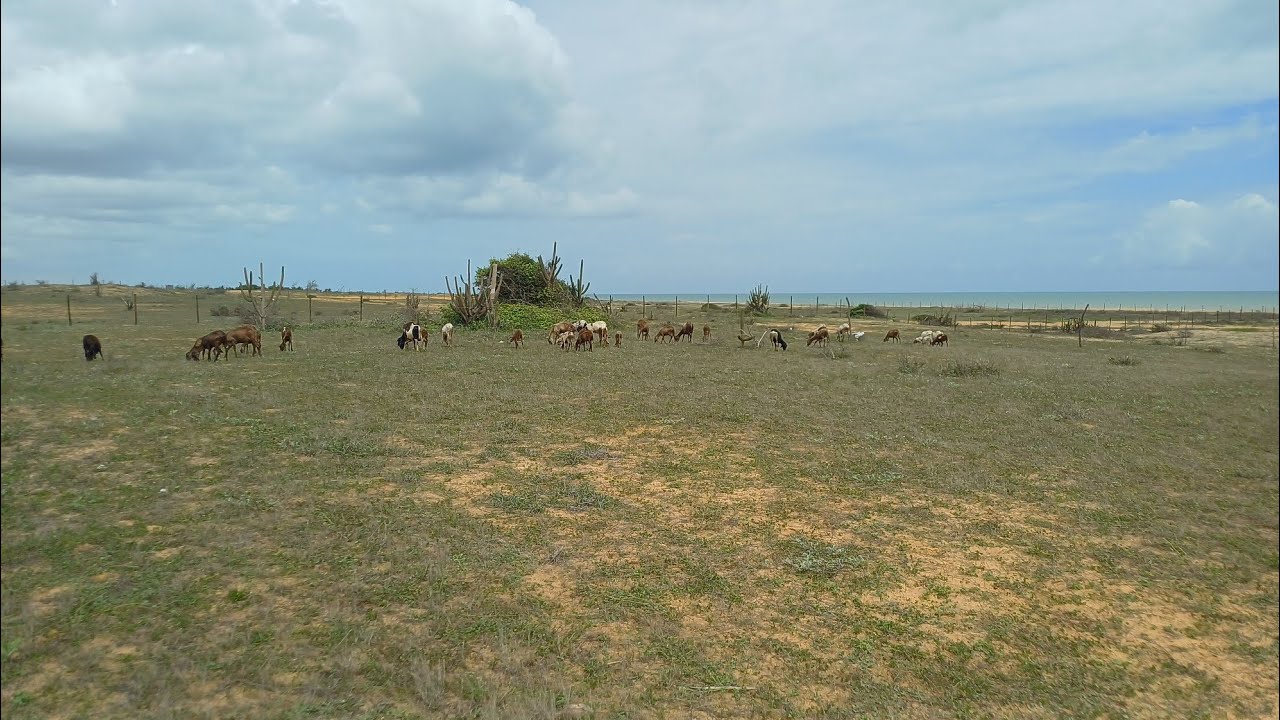 Rotina sagrada: ovelhas no pasto, orvalho na grama e vida simples.