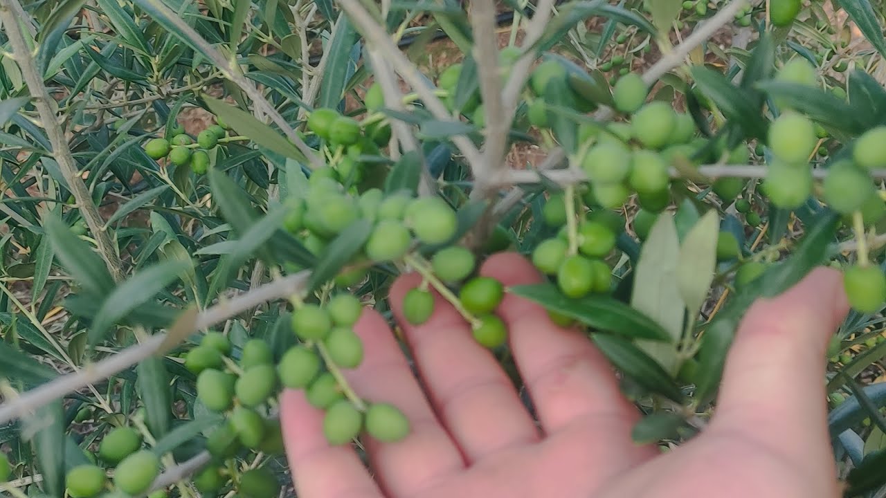 Arbequina zeytin bahçesi