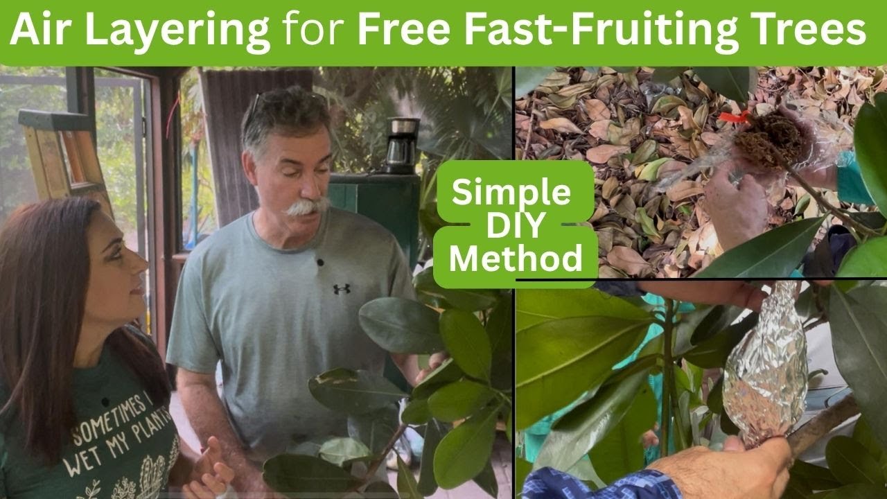 This Air Layering Trick Grows Fruit Trees 10X Faster – No Seeds or Grafting Needed
