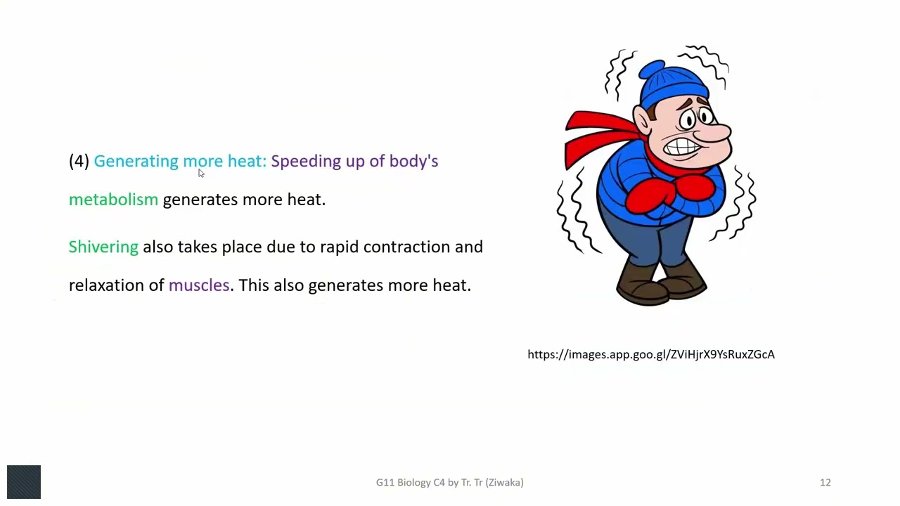 Grade 11 Biology Chapter 4.3.2 Homeostasis in Animals - 1