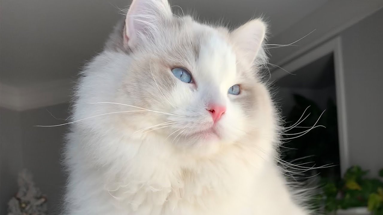 Познакомьтесь с Призраком из мультфильма «Рэгдоллы Перл».