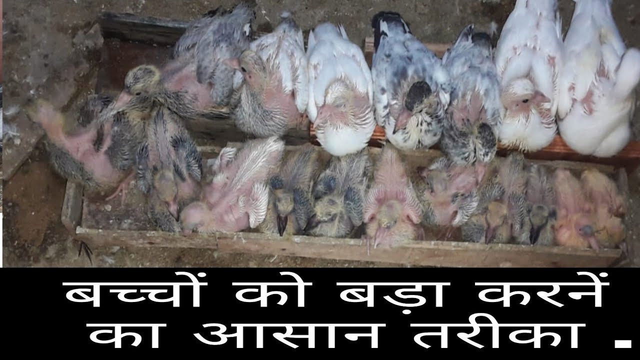 BACCHO KO BADA KARNE KA AASAN TARIKA .
