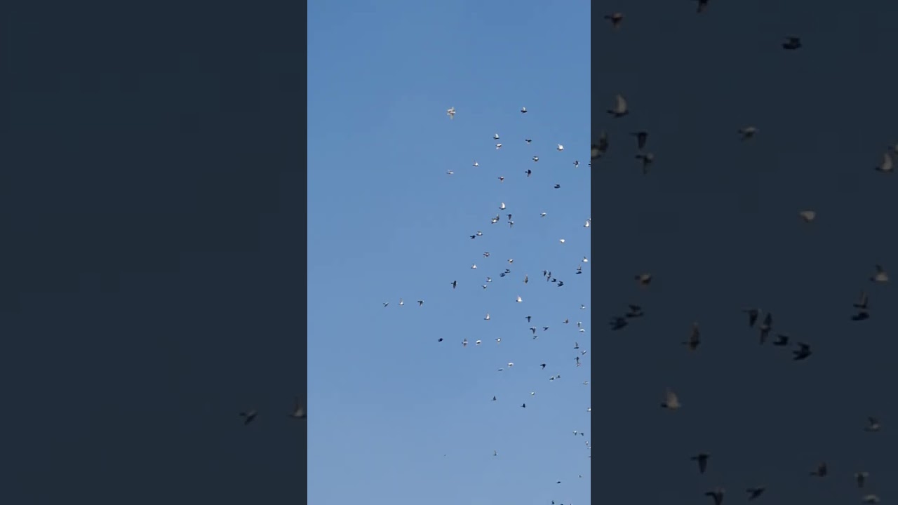 Bhot hi mazedar shok chunnu biryani  wale khalifa waseem  