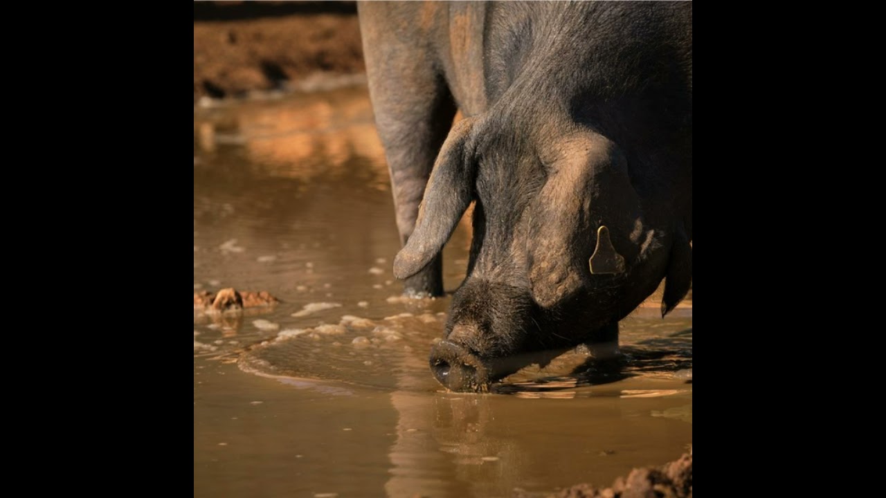 Cotizaciones a 11 de septiembre de 2025 de la mesa de porcino ibérico de Córdoba