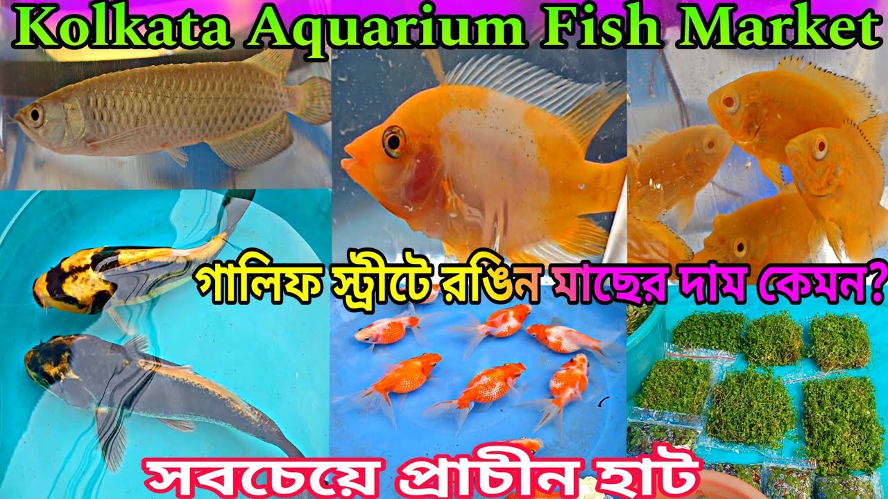 এ্যাকুরিয়াম মাছের দাম গালিফ স্ট্রীট 🐋 Kolkata Gallif Street Fish Market 🐋 Aquarium Fish Price