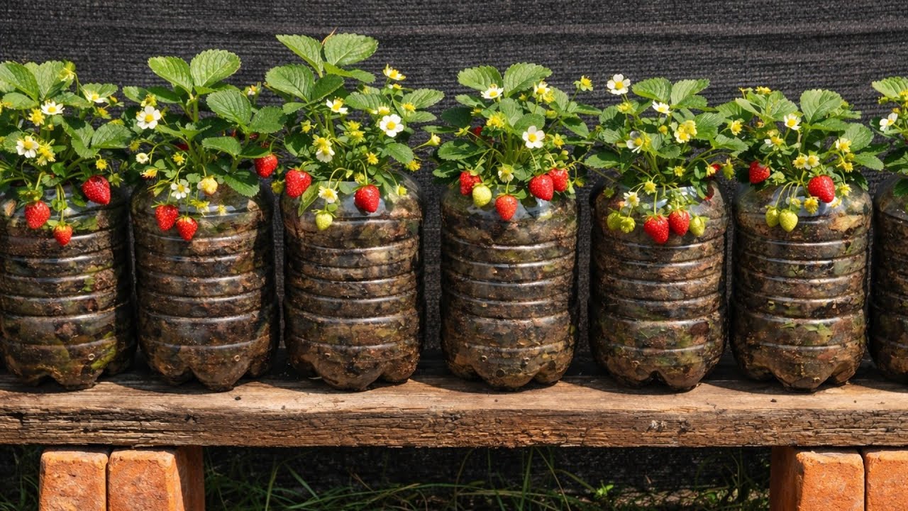 🍓 Как выращивать клубнику в небольших помещениях, перерабатывая бутылки