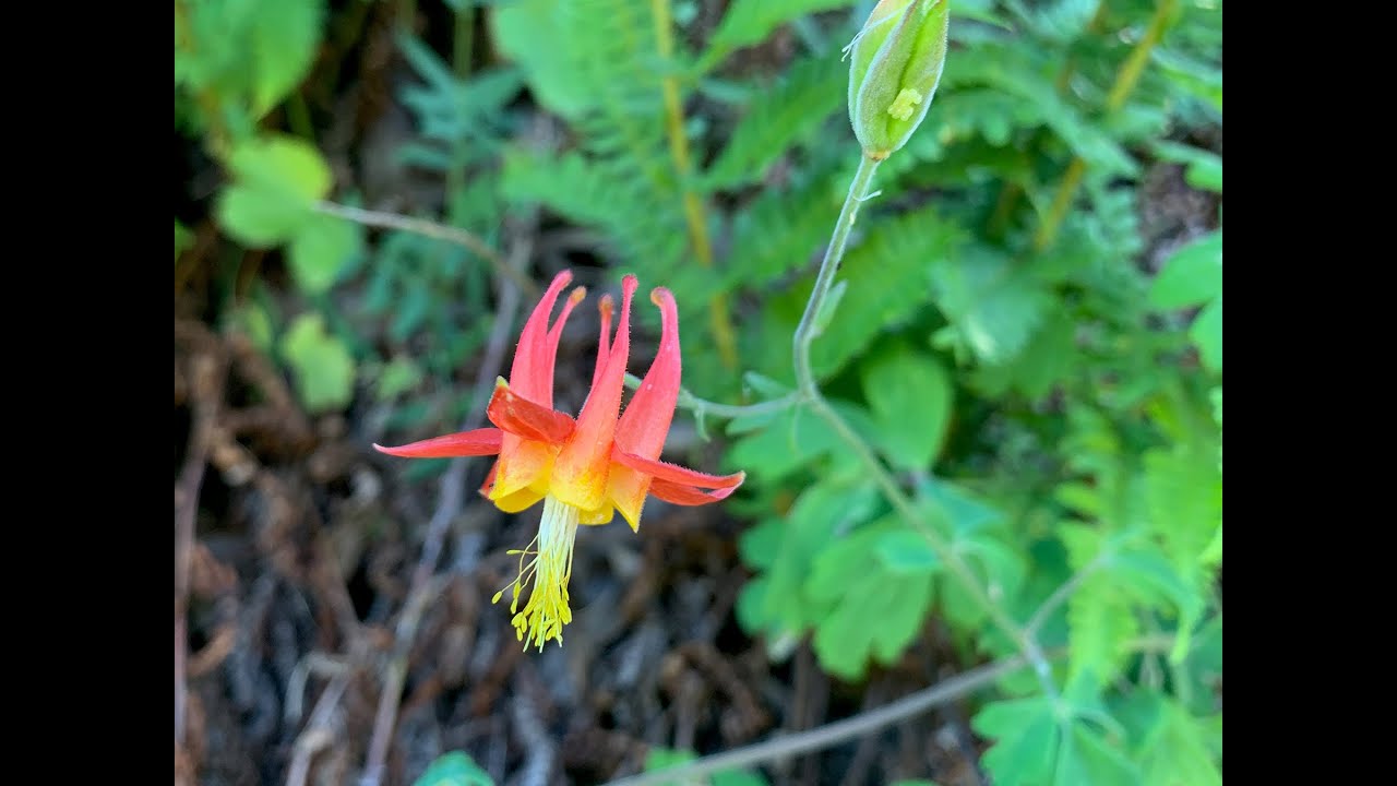 Aquilegia (columbine)