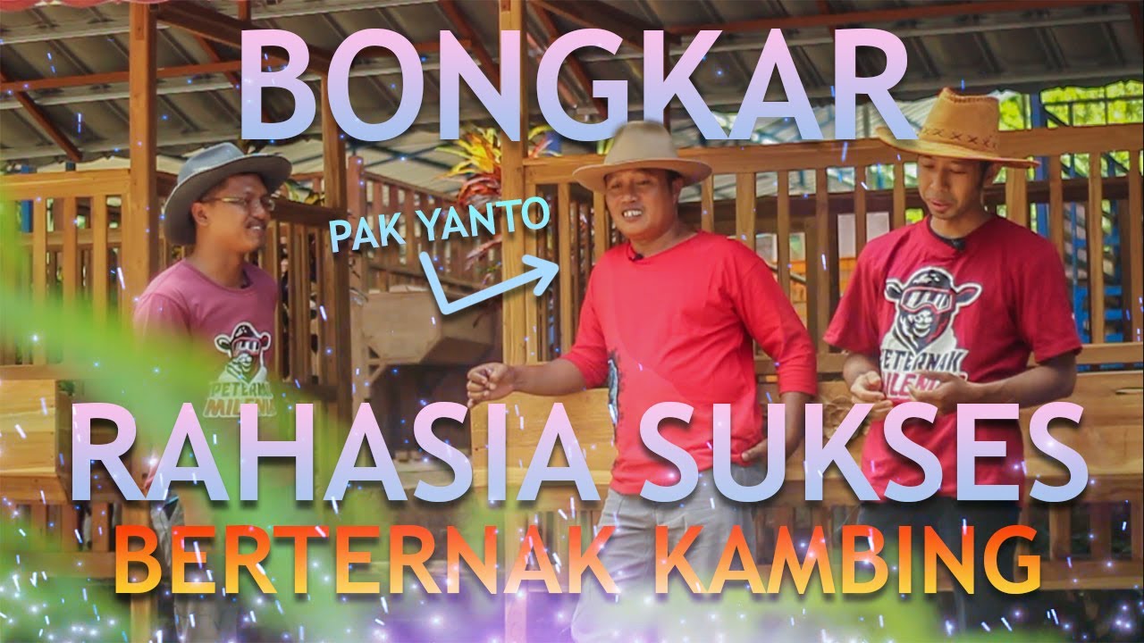 Bongkar Rahasia Sukses Beternak Kambing Bareng Maestro Peternak Pak Yanto Lurisae Purworejo