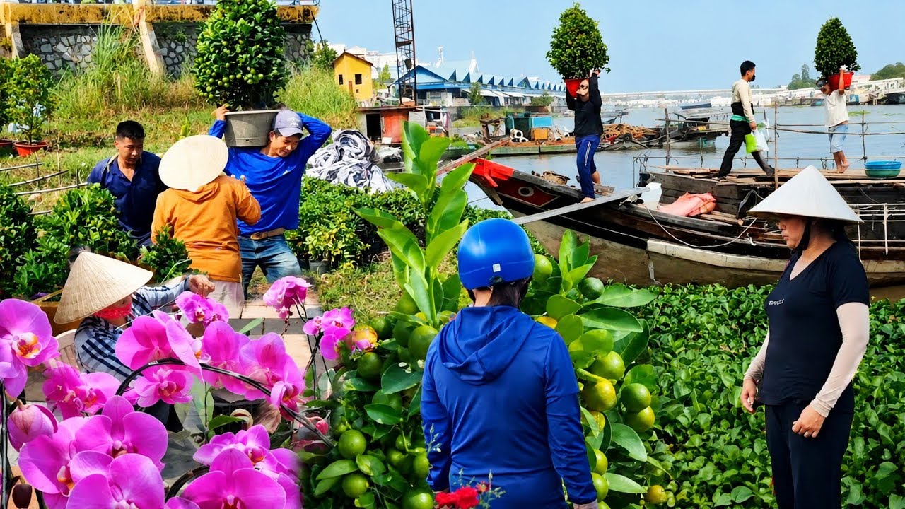 Xôn Xao Tắc Bến Tre Đổ Bộ Chợ Tết Châu Đốc 2026 – Trái Trĩu Cành, Hoa Rực Sắc Đón Xuân