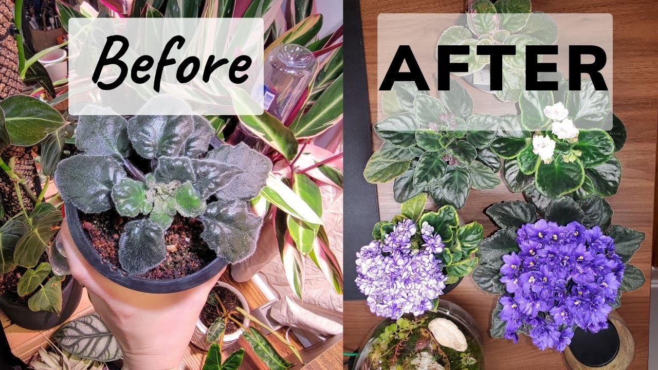 fixing tight deformed centers in African Violets IF no pests are present