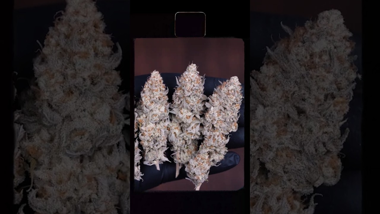 Organic Holy Bananas 🍌 Full Grow Cycle | Gaia Green