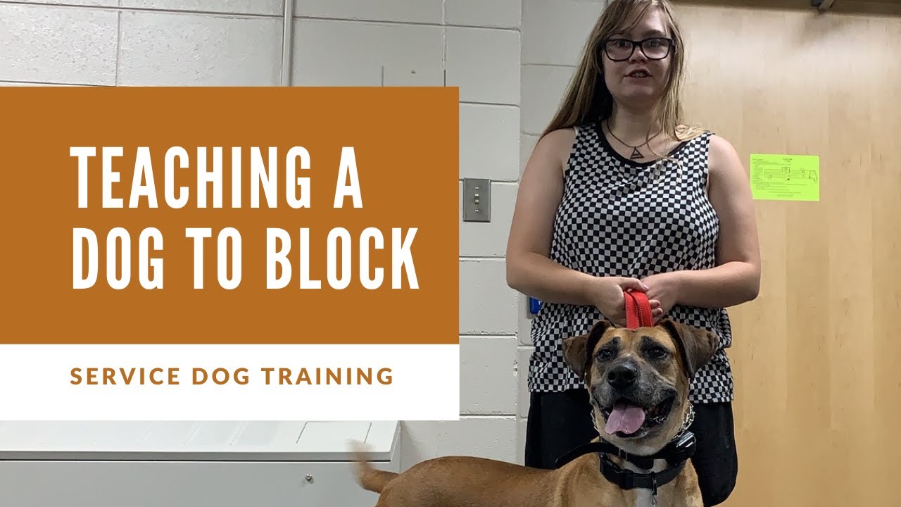 How to Train Block Crowd Control Task to Your Service Dog in Training!