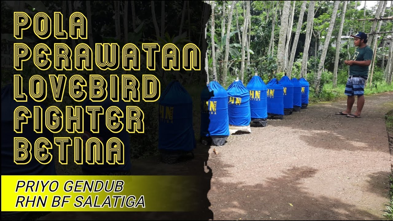 Pola Rawatan Bahan Lovebird Fighter Betina.PRIYO GENDUB RHN BF SALATIGA