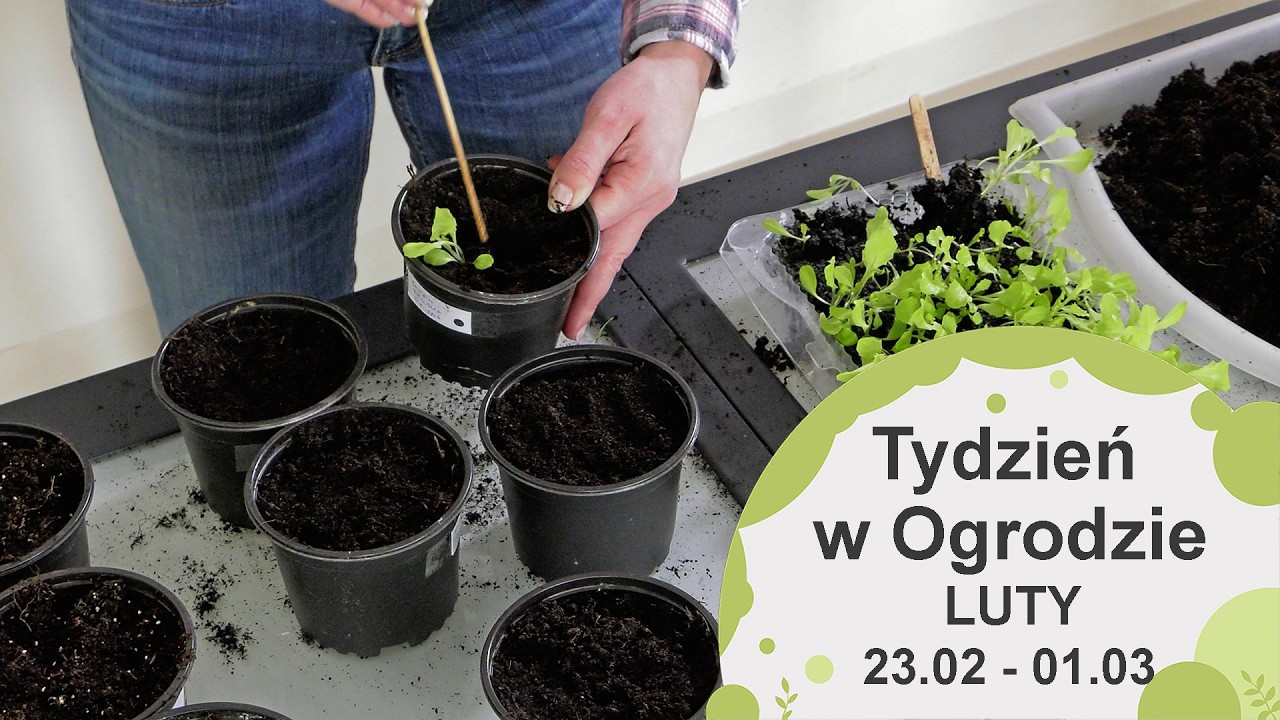 Luty w ogrodzie. Kalendarz ogrodnika na 23.02 - 01.03. Prace ogrodnicze w lutym